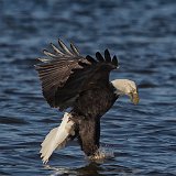 11SB8620 American Bald Eagle Catching Fish